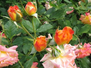 NYBG and home garden 040