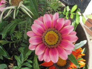 wednesday afternoon flora 003