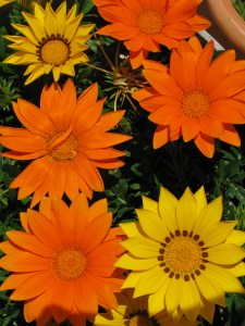 gazanias 003