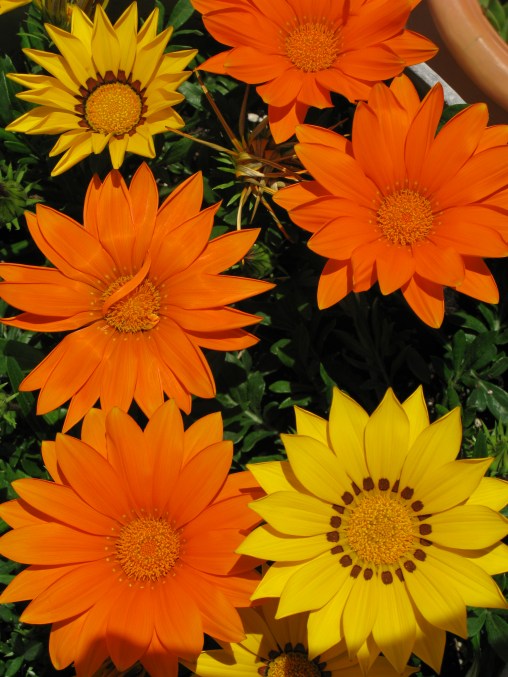 gazanias 003