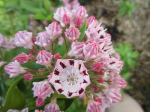 Mountain Laurel Blooming