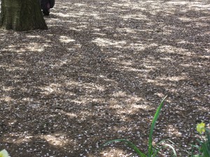 botanical gardens with Misty 107