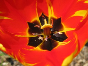 botanical gardens with Misty 139