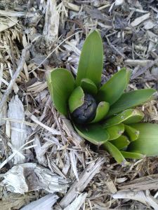 hyacinth 2014