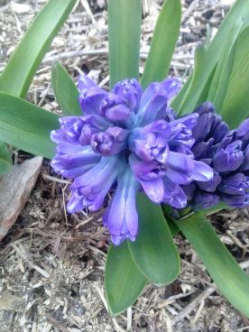 hyacinth blooms