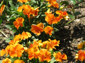 botanical gardens with Misty 136