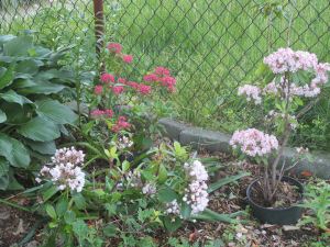 mountain laurel today