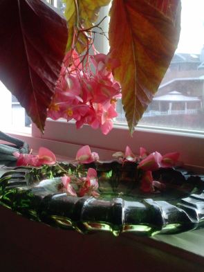 angel wing begonia flowers