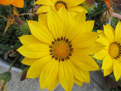 friday morning flora 010