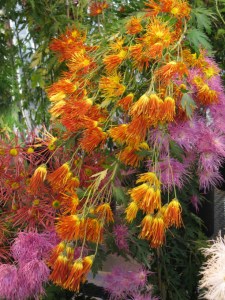 cascading-spidery-mums